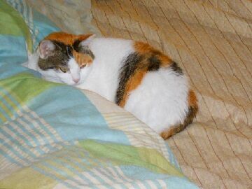 11月1日（44）仮