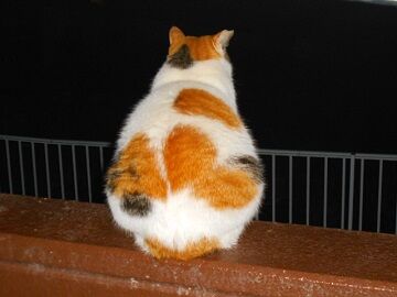 12月17日（34）仮