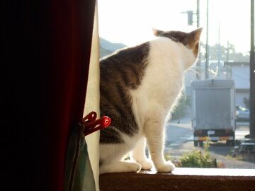 8月24日（24）仮