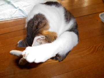 12月31日（11）仮