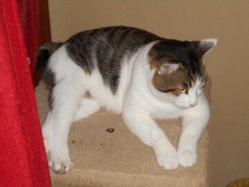 8月15日（15）仮