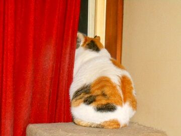 2月13日（12）仮