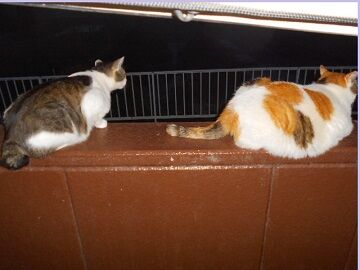 6月26日（11）仮