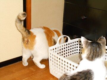 6月10日（12）仮