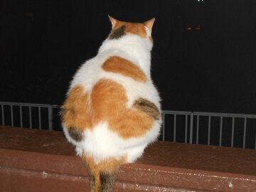 7月22日（69）仮