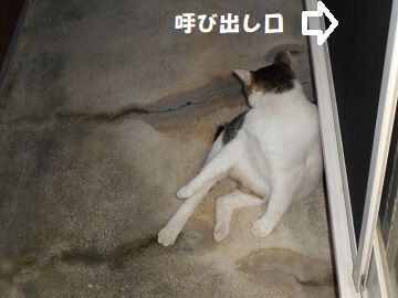 8月22日（39）仮