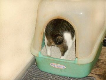 7月14日（50）仮