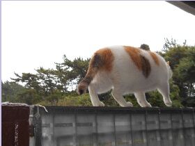 7月22日（22）仮