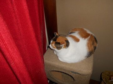 10月12日（4）仮