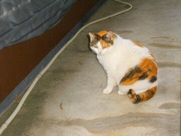 5月24日（24）仮