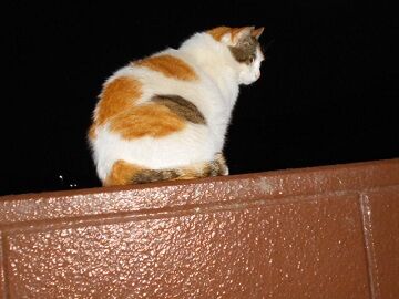 5月10日（66）仮