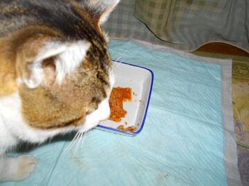 12月31日（53）仮