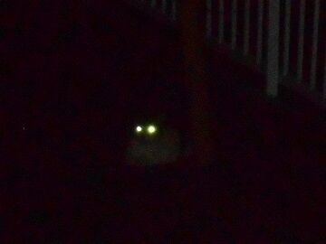 8月17日（24）仮