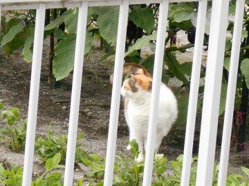 6月29日（87）仮