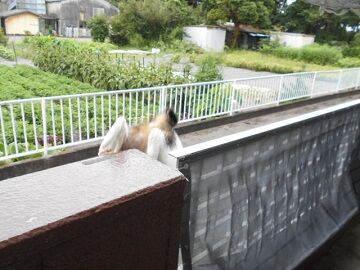 7月20日（36）仮