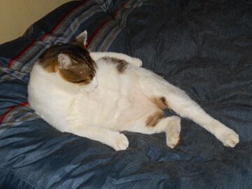 3月23日（10）仮