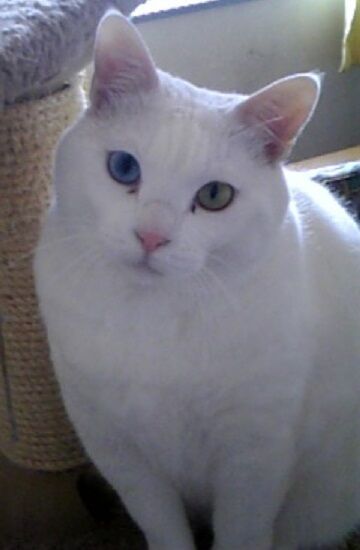 おっちゃんの思い出（3）