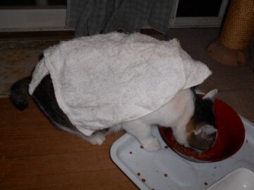 10月4日（5-8）仮