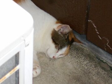 9月14日（12-2）仮