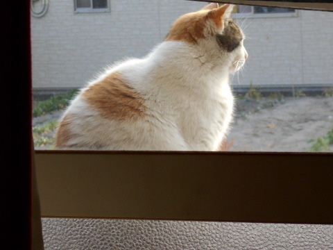 塀ぇ~のぉ上ぇ、