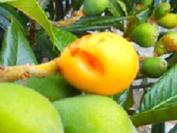 5月15日 8-39-4 - コピー