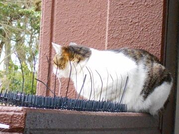 3月30日（25）仮