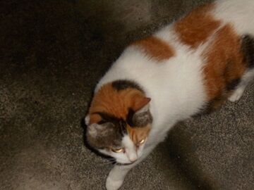 9月3日（18-13）仮