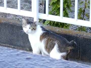 6月13日（25）仮