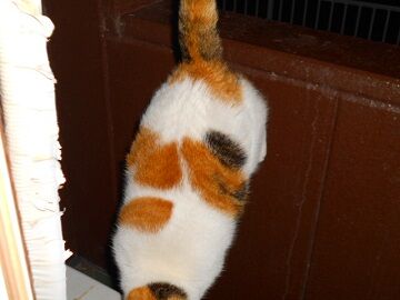 12月20日（17）仮