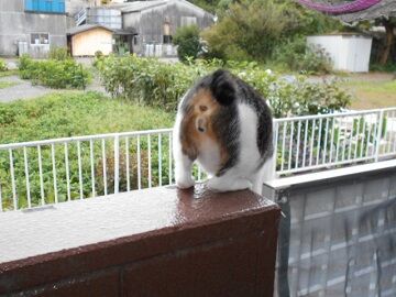 9月12日（6-3）仮