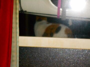 3月29日（39）仮