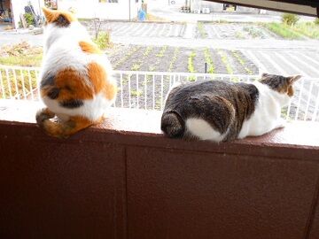 11月13日（13）仮