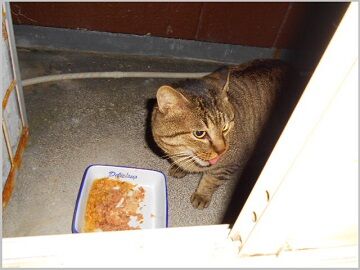 12月15日（46）仮