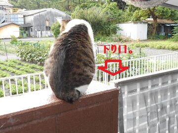 6月29日（17）仮