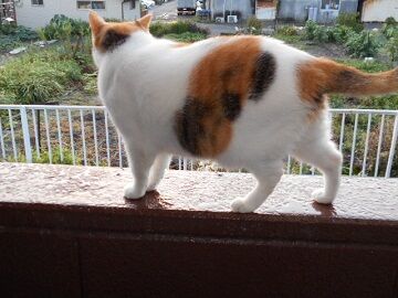 9月28日（5-4）仮