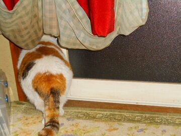 3月24日（21）仮