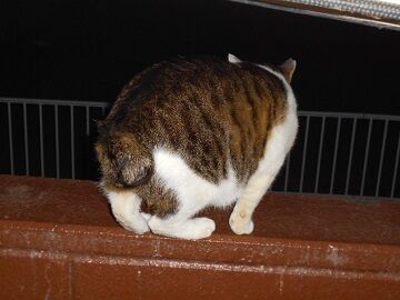 3月17日（31）仮