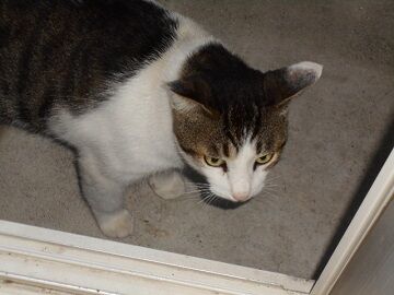 8月10日（13）仮