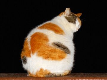 3月25日（29）仮