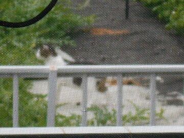 7月14日（14）仮