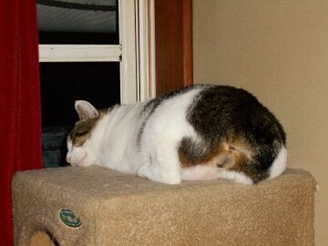 10月11日（43）仮