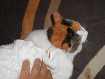 8月28日（72）仮