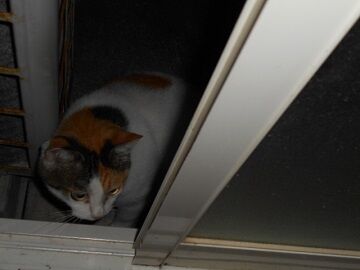 8月17日（46）仮