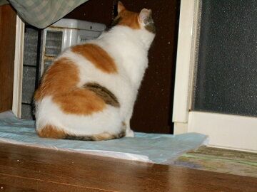 7月14日（54）仮