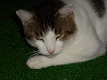 9月11日（13-3）仮