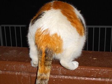 2月17日（35）仮