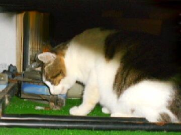 11月18日（7）仮