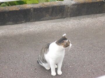 7月31日（10）仮