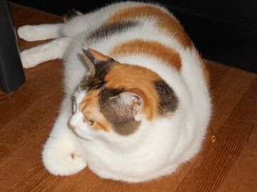 10月12日（22）仮