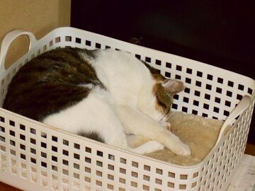 11月18日（22）仮